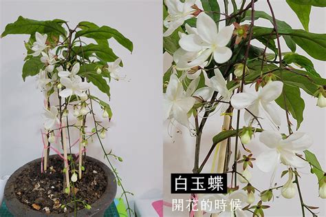 白玉蝶風水|白玉蝶與垂枝茉莉的辨別，修剪養護心得與扦插、紅蜘蛛/硬介殼。